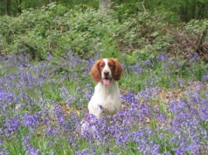 Cerys_bluebells Cerys_bluebells