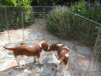 Garden Puppies Frasier Dylan 20090516 3561