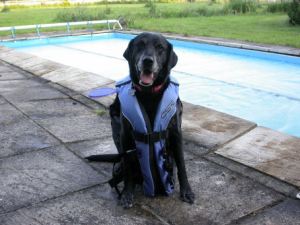 lifejacket2 Dogs can wear lifejackets too