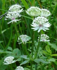 astrantia