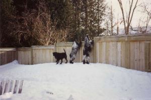 When you have this much snow, Cockers can look over thetop of a six ft fence