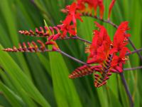 crocosmia