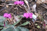Cyclamen Feb
