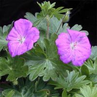 Geranium Geranium endressii - Wargrave Pink
