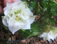 Hellebore double Double Hellebore