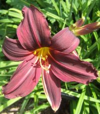 hemerocallis american revolution