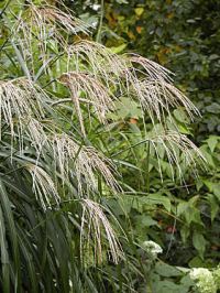 miscanthus