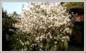 Videos - amelanchier