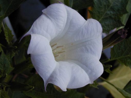 Datura metaloides