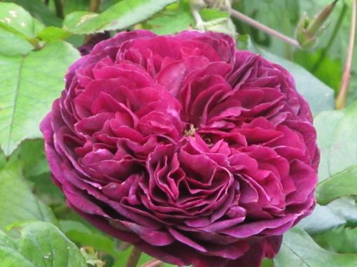 Rosa Falstaff
