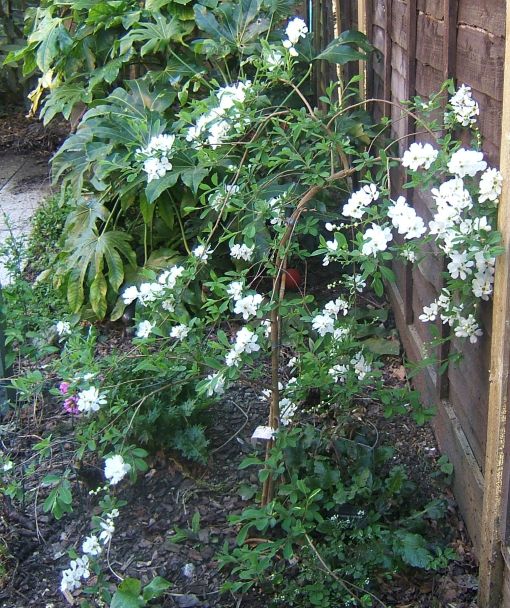 Exochorda × macrantha 'The Bride' 