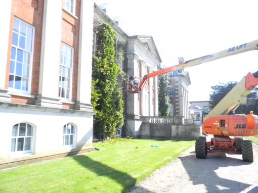 Wisteria industrial pruning