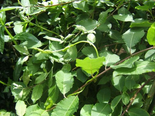Look carefully and you can see bindweed in the Kilmarnock Willow