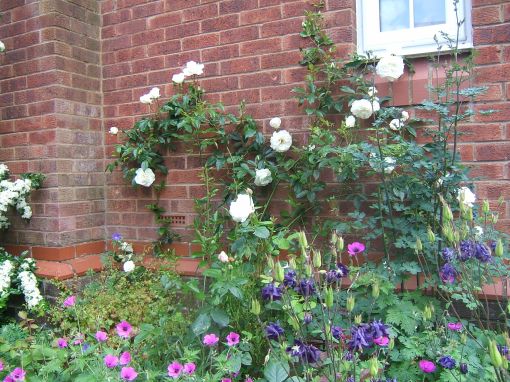 Roses and aquilegias 2013