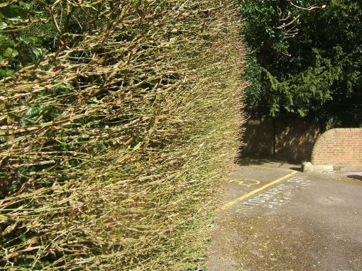 Euonymus europaeus hedge Hursley